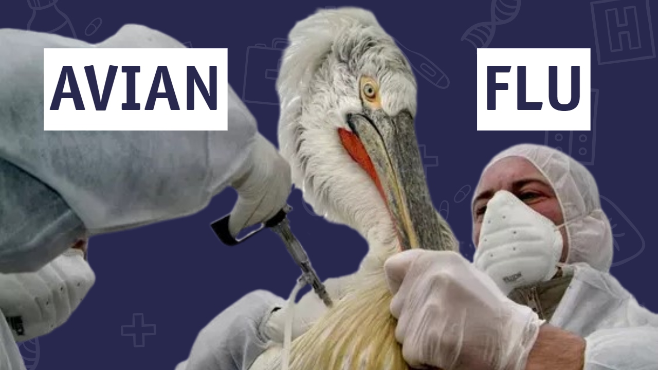 Taking Away Your Chickens
