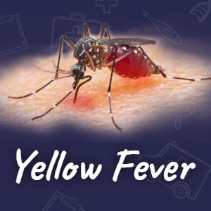 What You Need To Know About Yellow Fever
